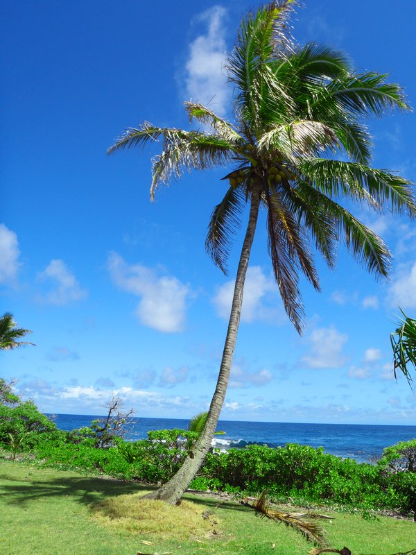 Palm Tree near Homoa Beach