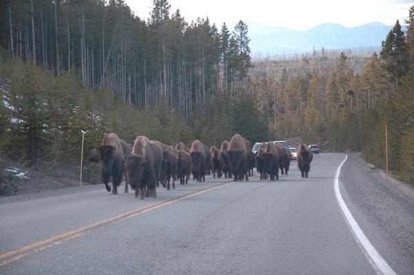 Rush hour in Yellowstone