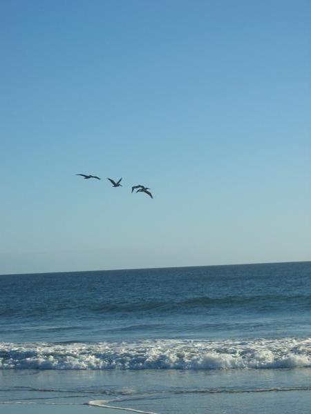 Pelicans at Limantour Beach