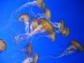 Sea Jellies at Monterey Aquarium