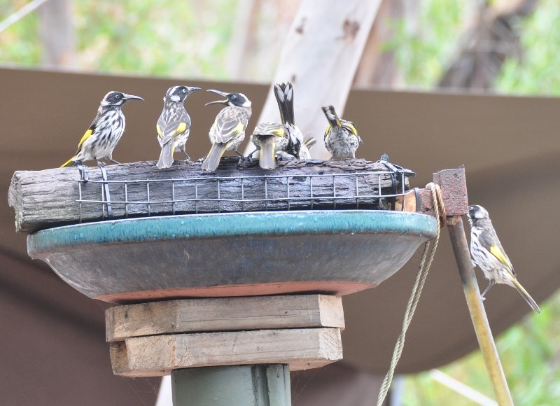 New Holland Honey Eaters at a bird bath