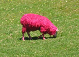 Pink sheep at Sheep World