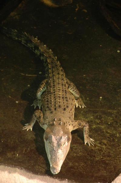 Saltwater Crocodile, Sydney Aquarium
