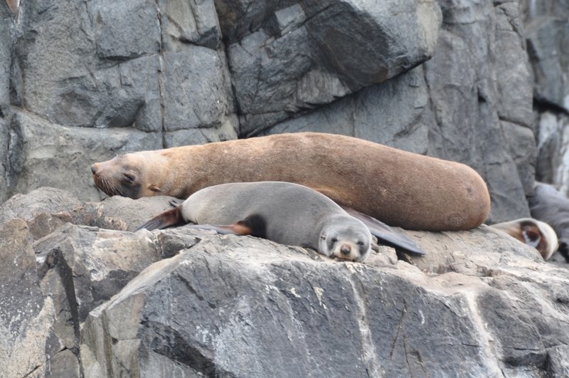 Young seals