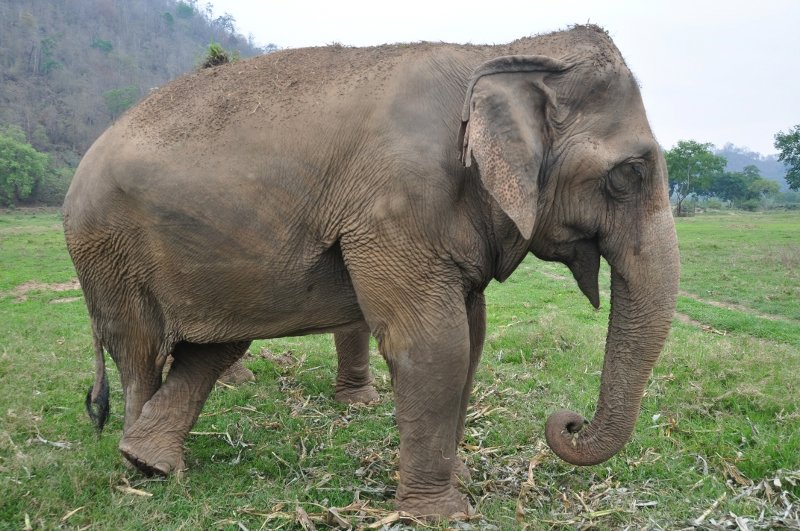 Cross legged elephant