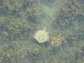 Ray swimming in seaweed, Lake Tuggerah