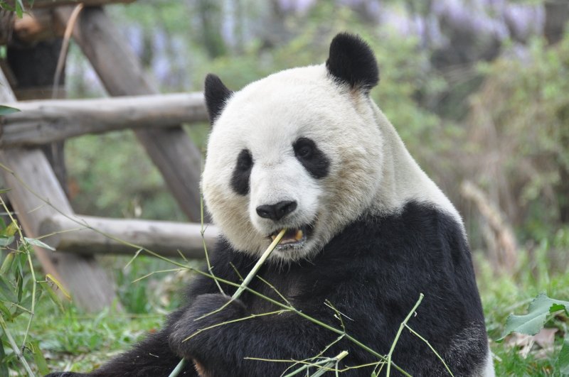 Oooh look, another giant panda photo.