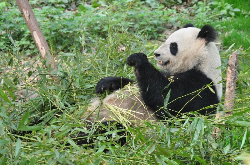 Reclining giant panda