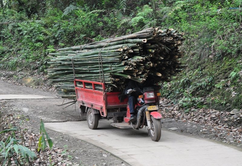 Transporting bamboo