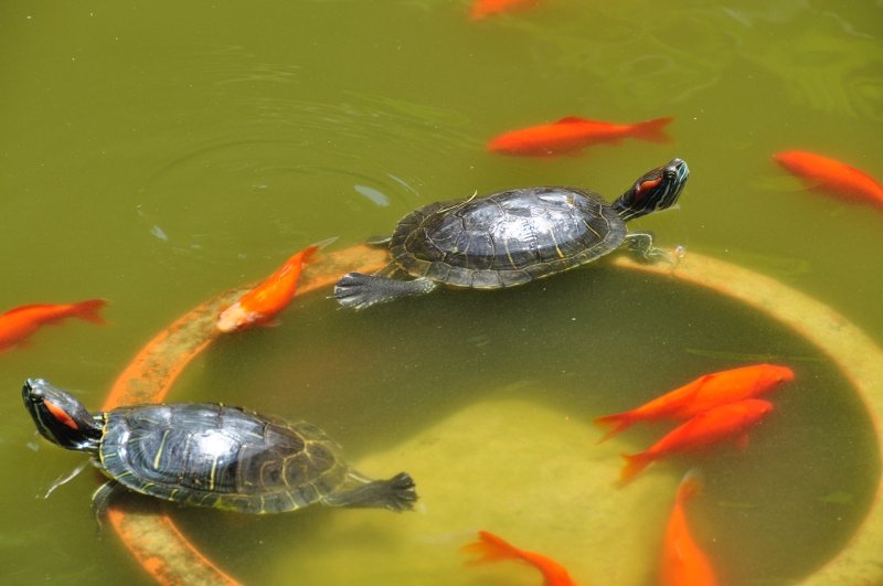 Terrapins in the temple pond in Chengdu old town