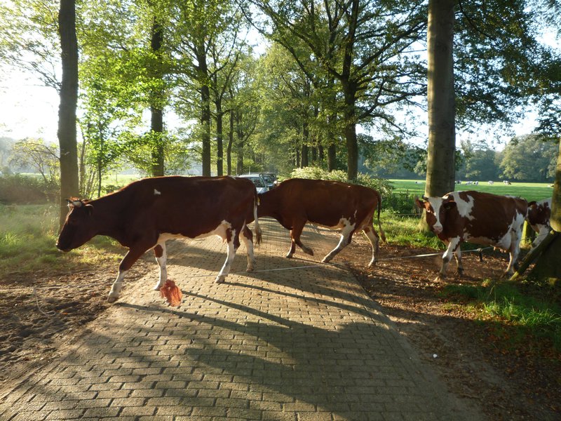 Cows crossing