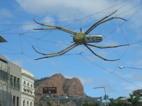 Giant Spider in Townsville