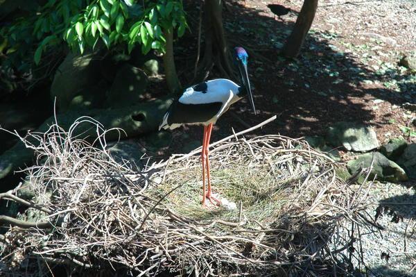 Nesting Black-Legged Stork