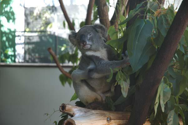Koala having a scratch