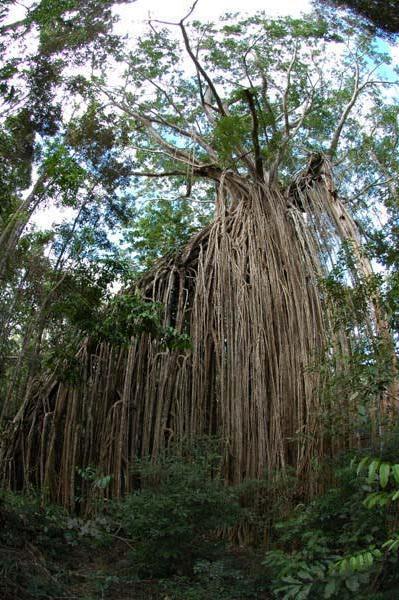 The curtain fig