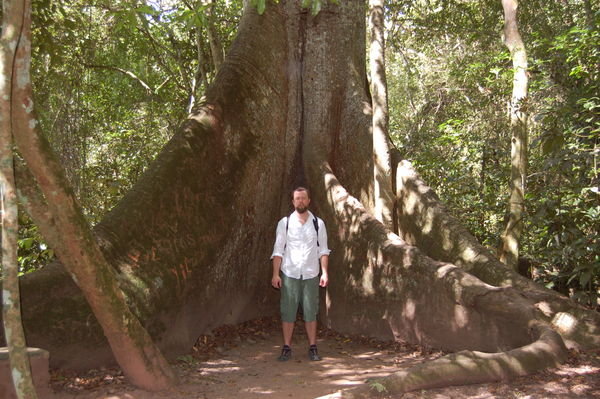 Ceiba tree es grande.