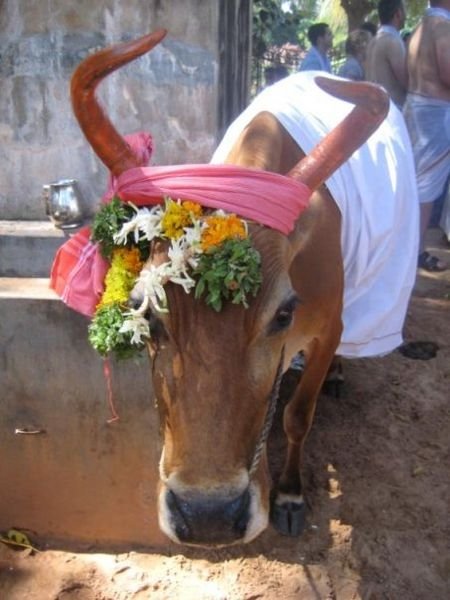 Pongal cow