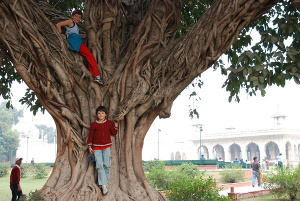Sadhu et Shanti dans un arbre au Red Fort