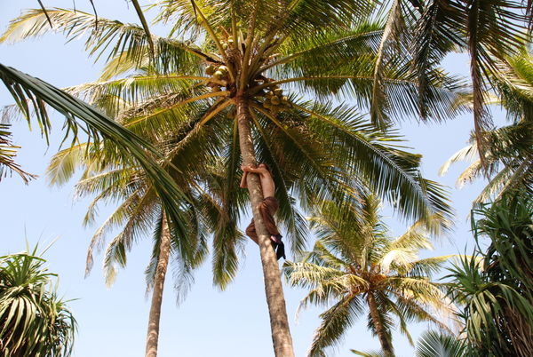notre ami Soleman grimpe comme un singe et va nous chercher des cocos toutes fraiches pour le petit dej!