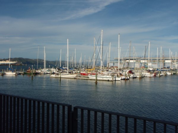 Sailboats in Wellington