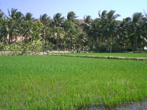 Rice fields above the waterfalls