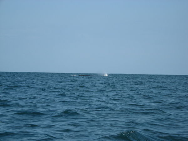 There really is a whale out there - look close