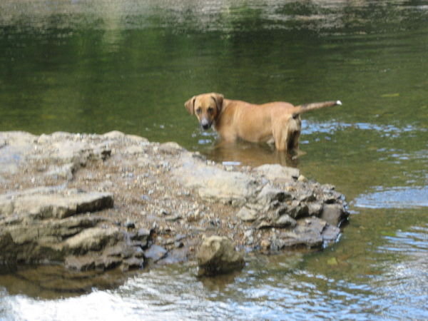 Tuca - my favorite dog in Panama