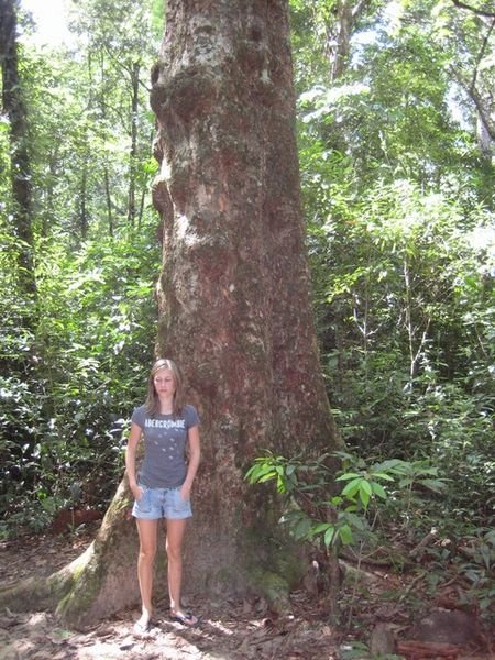 I junglen - gad vide hvor gammelt dette træ er..