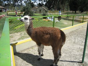 Alpaca (?) at the La Paz zoo
