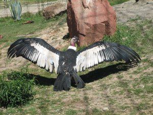 Condor - La Paz zoo