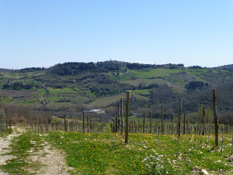 Typical tuscan scenery