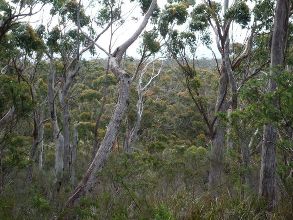 Dry! eucalypt forest