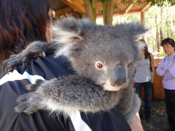 Cuddly koala cuddling with carer