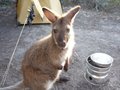 A wallaby named Alf