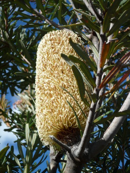 Blossom of a honeysuckle