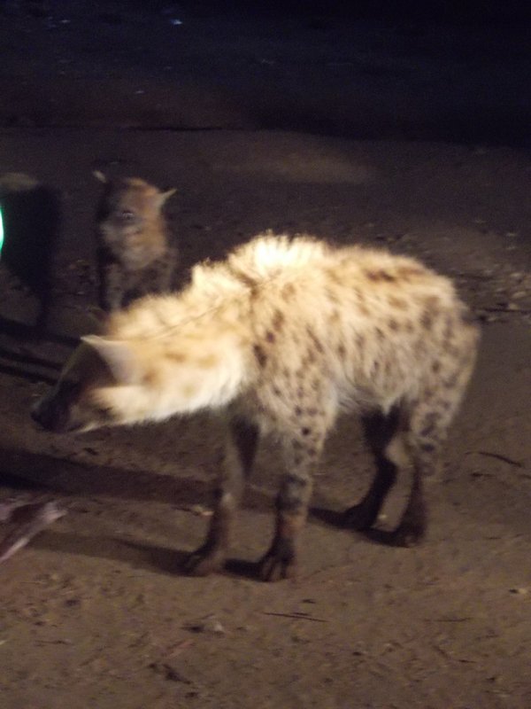 Wild hyenas show