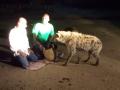 Wild hyenas show