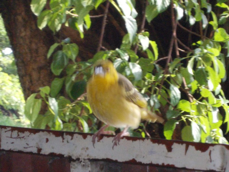 Bahar Dar bird