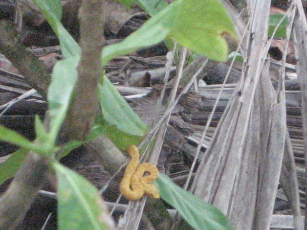 The highly poisonous bright yellow snake