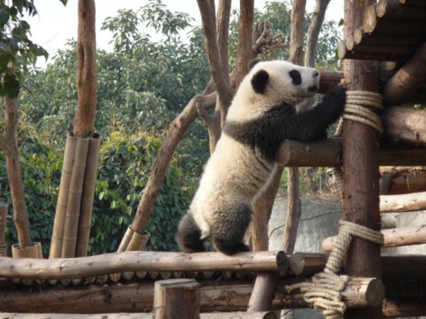 Baby Panda Climbing