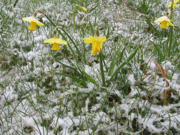 daffodil snow