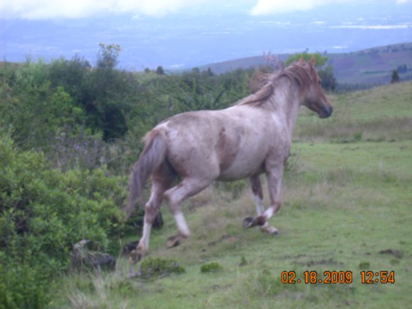 Wild Horse at Cochasqui