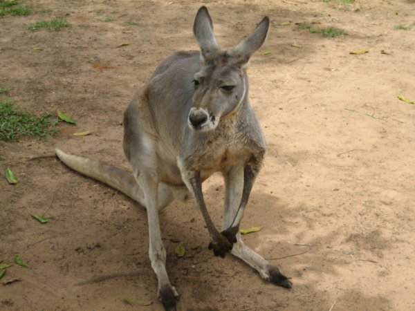 Australia Zoo 009