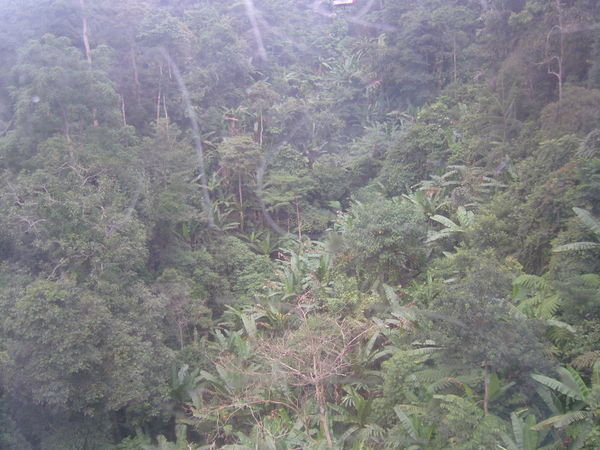 Genting forest