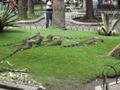 Iguana Park in Guayaquil