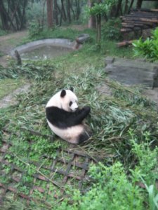 Chengdus Panda Breeding Reseach Centre