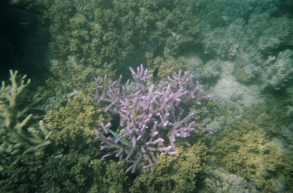 Fringe Coral