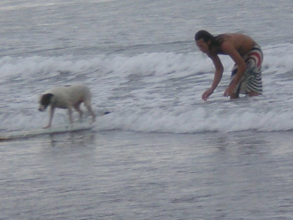 surfing dog! :)