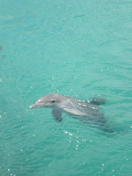 Delfin :)