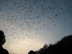 2 Million Bats